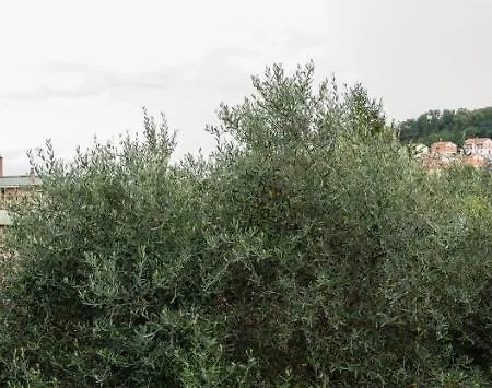 Wild Zagara Lejlighed *